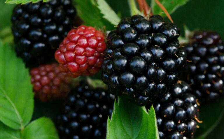 The Role of Nutrition in Supporting Immune Function and Fighting Infection