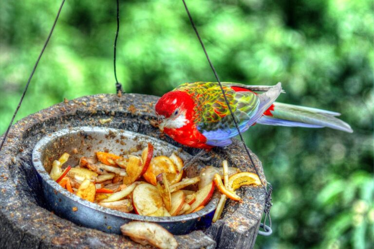 How to Transition to Organic Foods for Better Health: All panal.com, Get cricket id, Gold 365