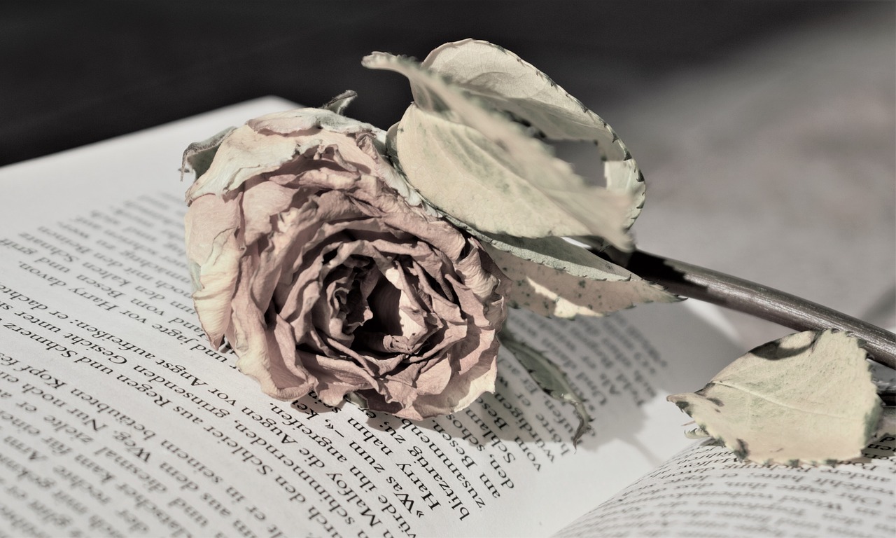 Exploring the Role of Peer Mentoring in Literacy Support: Skyexchange, World 777, Goldbet7